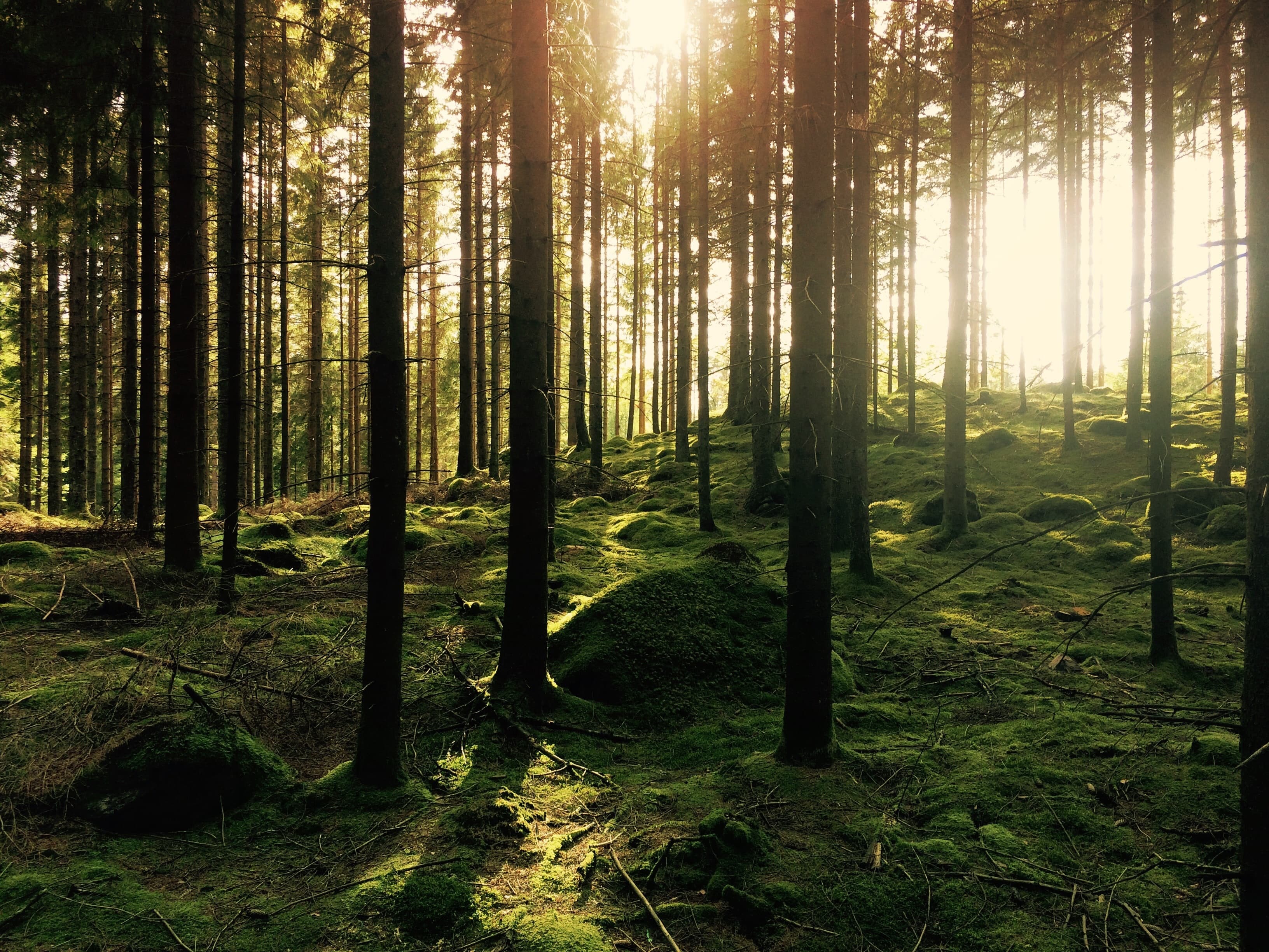 Cover Image for Foresta terapia